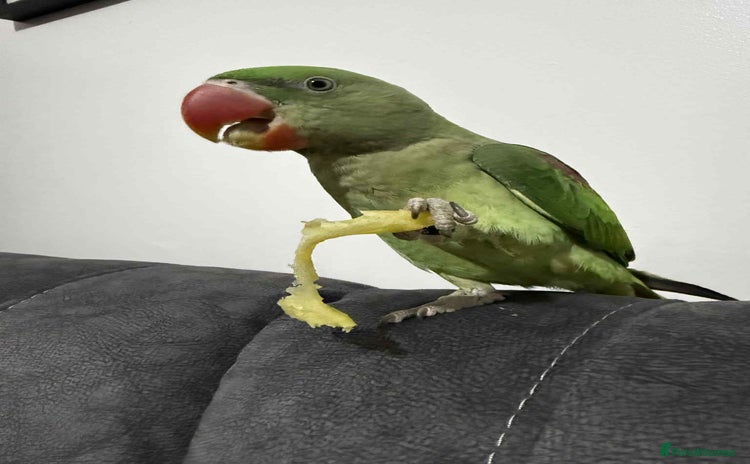 Parrots birds - Advert 1