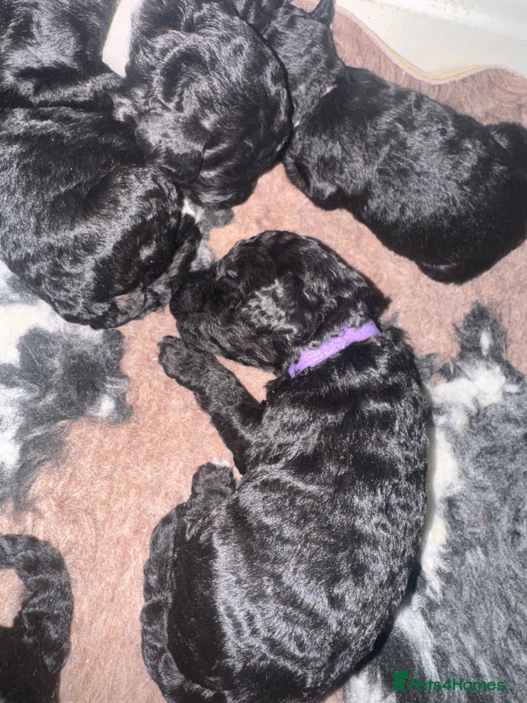 Mixed Breed dogs for sale: Baby girl available  - Advert 3