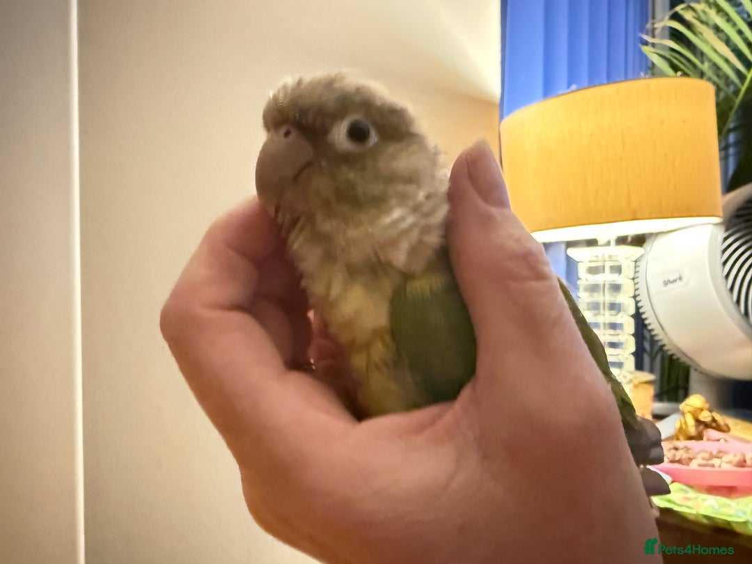 Cockatiels birds for sale: Cockatiels all tame and 1 tame conure  - Advert 20