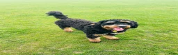 Bernedoodle dogs for sale: Bernadoodle puppies for sale - 2 boys 1 girl in Romford - Advert 14