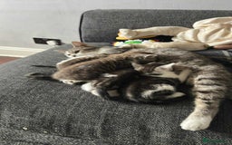 Mixed Breed cats for sale: Kittens for sale - Image 3