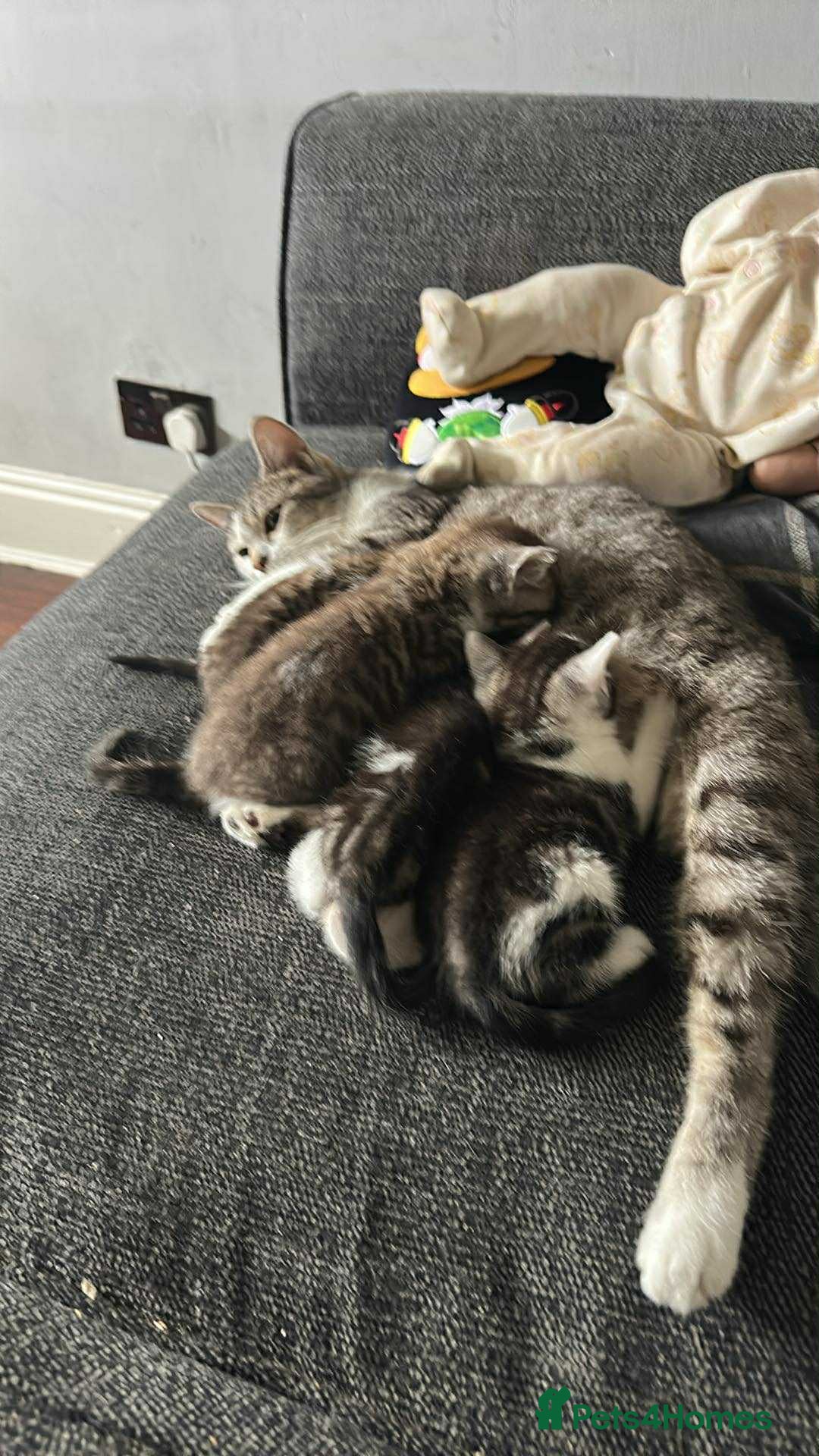 Mixed Breed cats for sale: Kittens for sale - Image 3