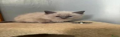 Ragdoll Kitten 2