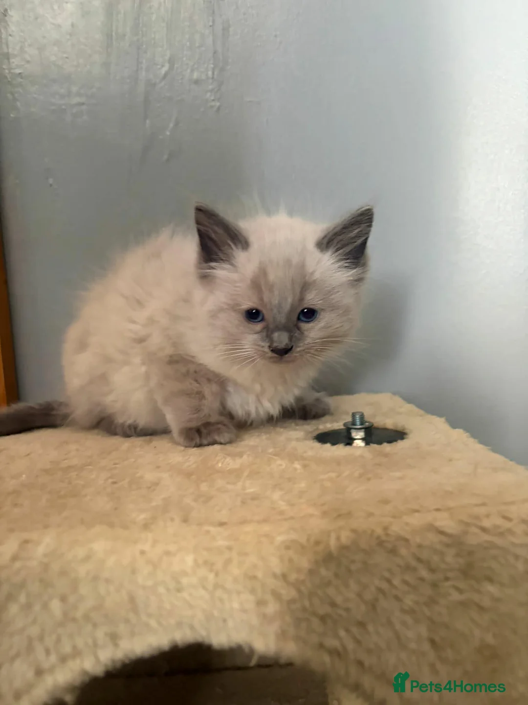 Ragdoll cats for sale: 3 ragdoll boys Ready now in Newcastle upon Tyne - Advert 3