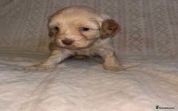 Cavapoo dogs for sale: 🐶 F1 CAVAPOO PUPPIES HEALTH TESTED PARENTS 🐶 - Advert 21