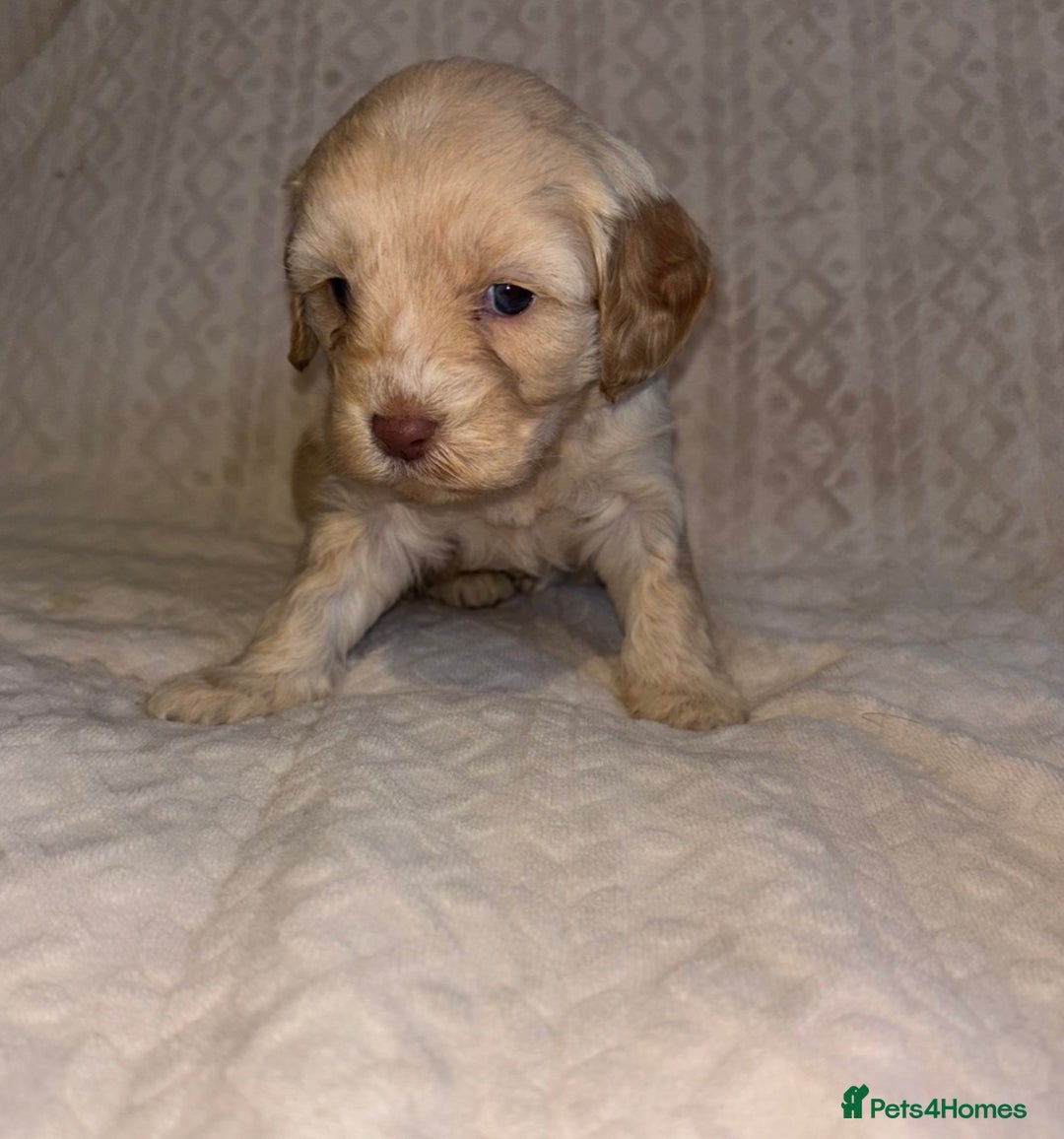 Cavapoo dogs for sale: 🐶 F1 CAVAPOO PUPPIES HEALTH TESTED PARENTS 🐶 - Advert 21