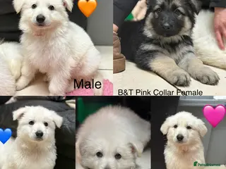 German Shepherd dogs READY NOW! KC German Shepherd Puppies 👀🏡 - Advert 4