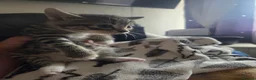 Mixed Breed cats for sale: Kittens are looking for their homes - Advert 17