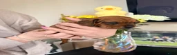 Miniature Dachshund dogs for sale: Lovely litter of 5 Miniature Dachshunds  - Advert 27