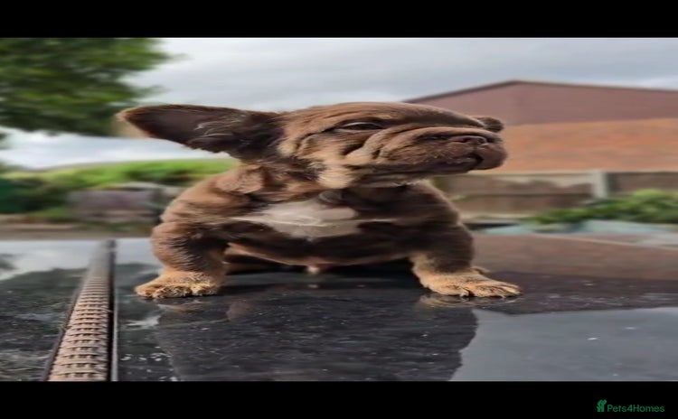 French Bulldog dogs - Advert 6