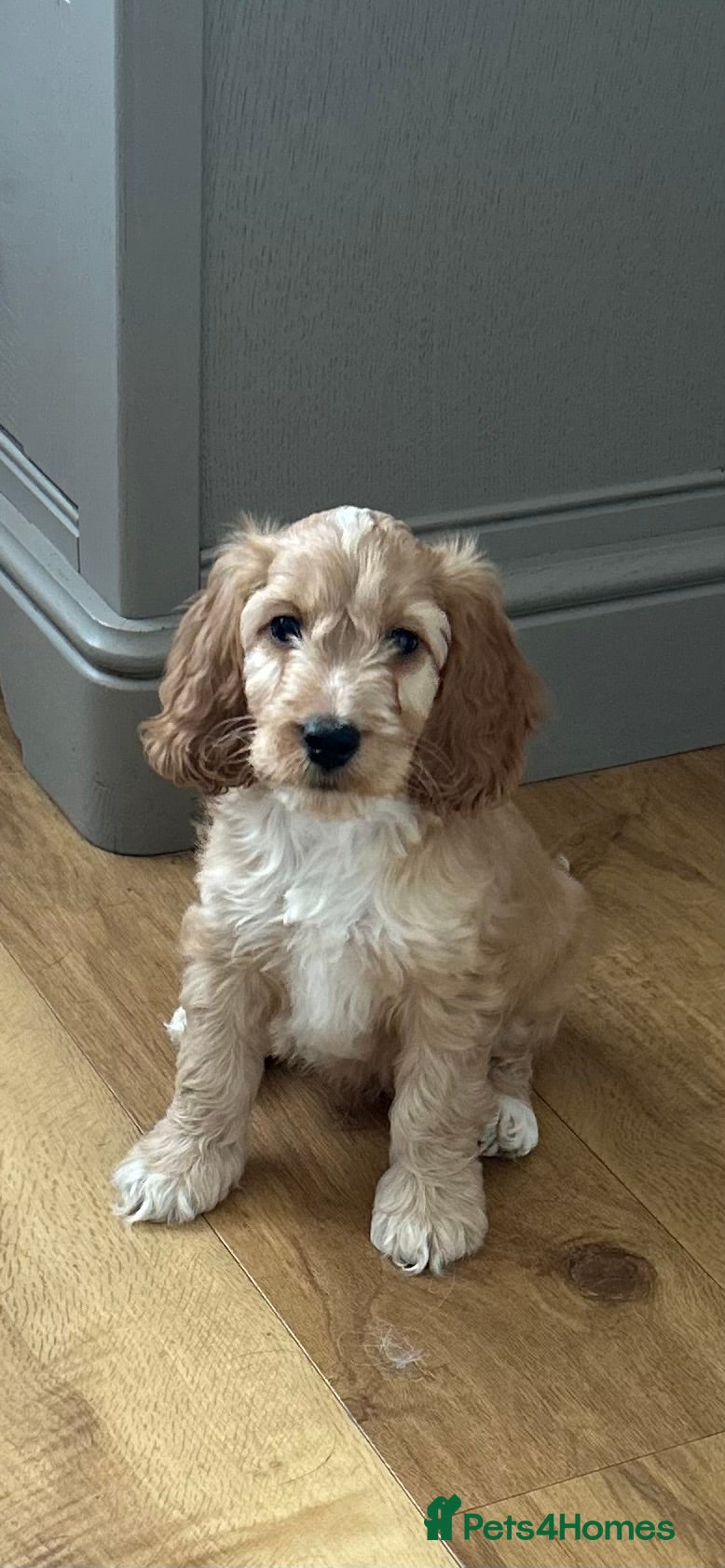 Mixed Breed dogs Stunning Last Male Doodle Puppy Available  - Advert 12