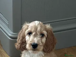 Mixed Breed dogs Stunning Last Male Doodle Puppy Available - Advert 12