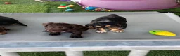 Cocker Spaniel dogs for sale: Working cocker Spainel puppies  - Advert 16