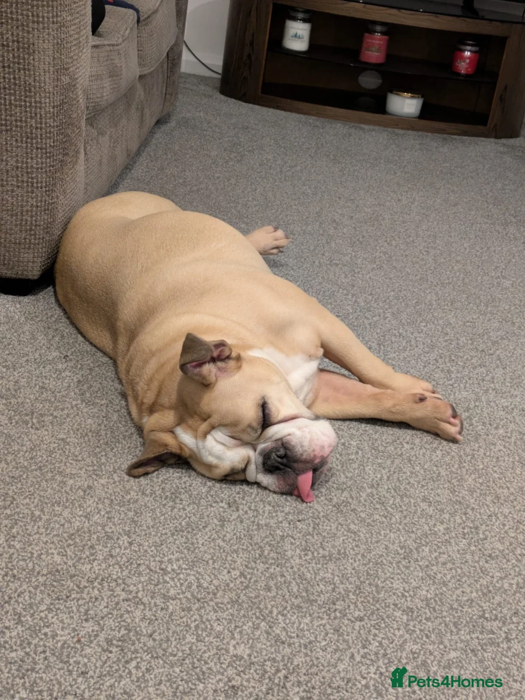 English Bulldog dogs for sale: Female English bull dog  in Doncaster - Advert 2