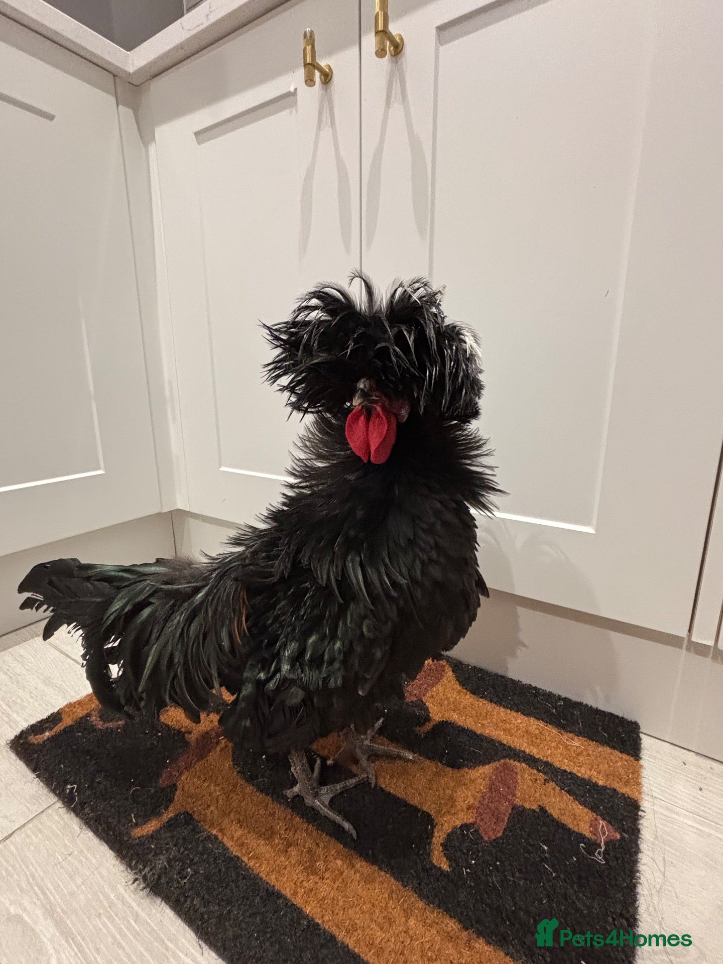 Chickens poultry Gorgeous Polish Cockerel  - Advert 3