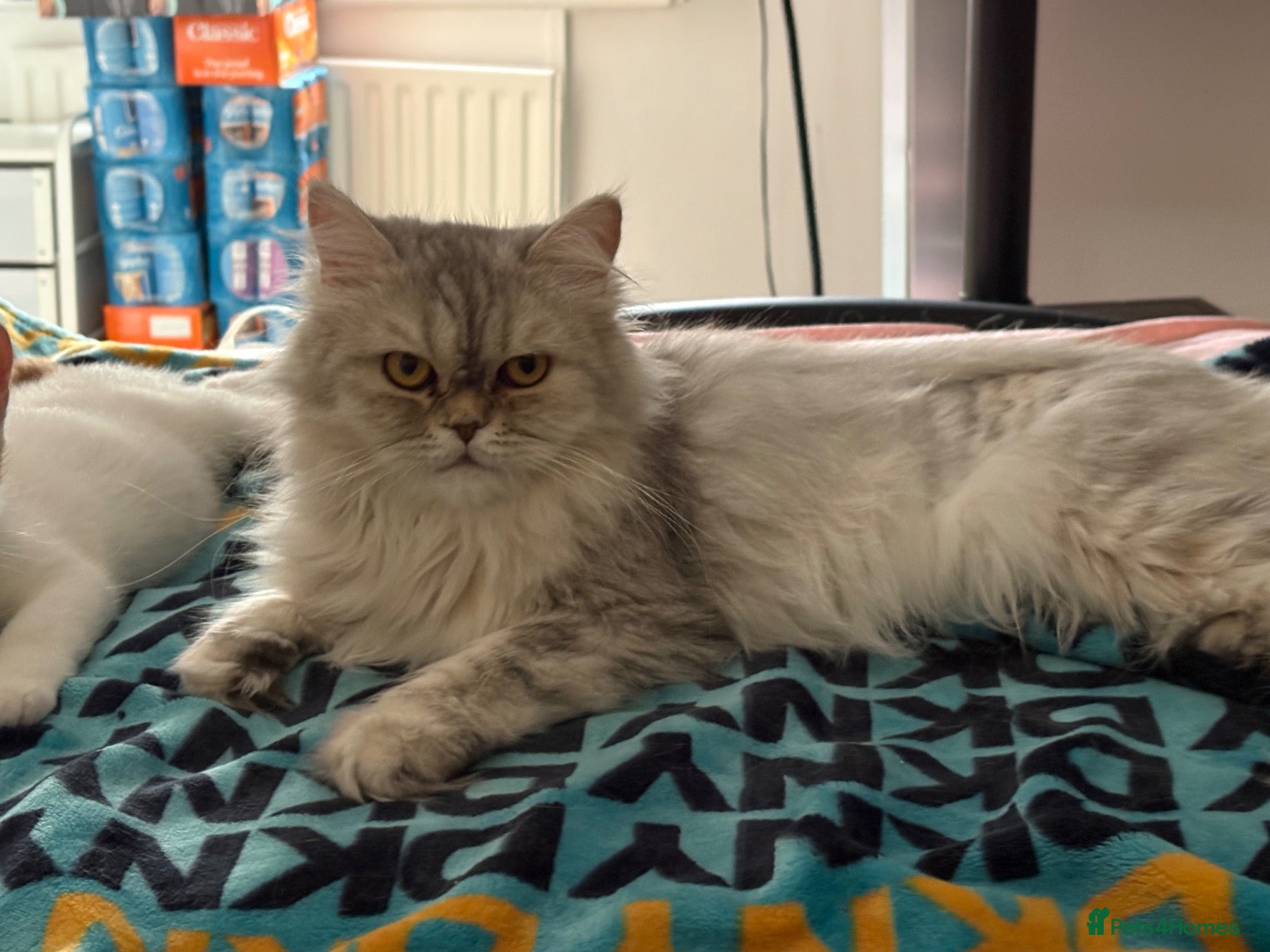 British Longhair cats British Shorthair & Longhair Kittens - Advert 16