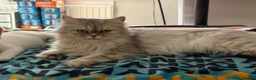 British Longhair cats for sale: British Shorthair & Longhair Kittens - Advert 1