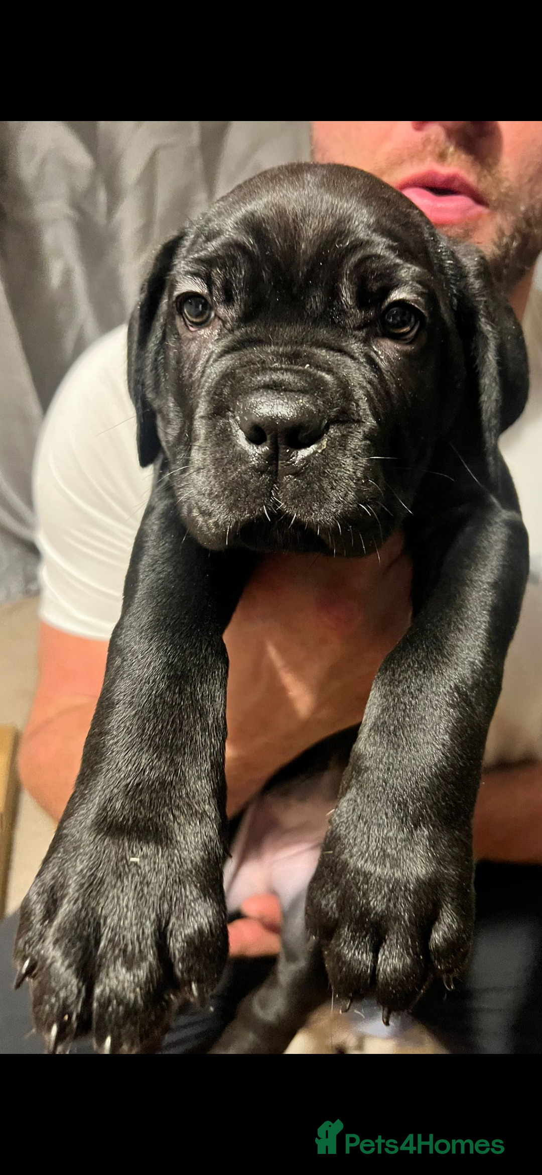 Cane Corso dogs for sale: 🐾‼️💕LAST GIRL💕‼️🐾 - Advert 11