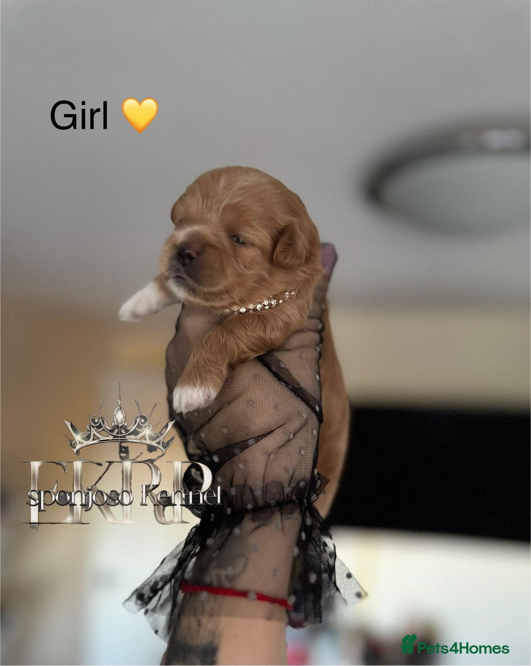 Maltipoo dogs for sale: 👑ULTRA RARE F1 TINY DNA ASIAN MALTIPOO PUPPIES👑 - Image 12