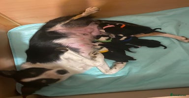 Border Collie dogs - Advert 3