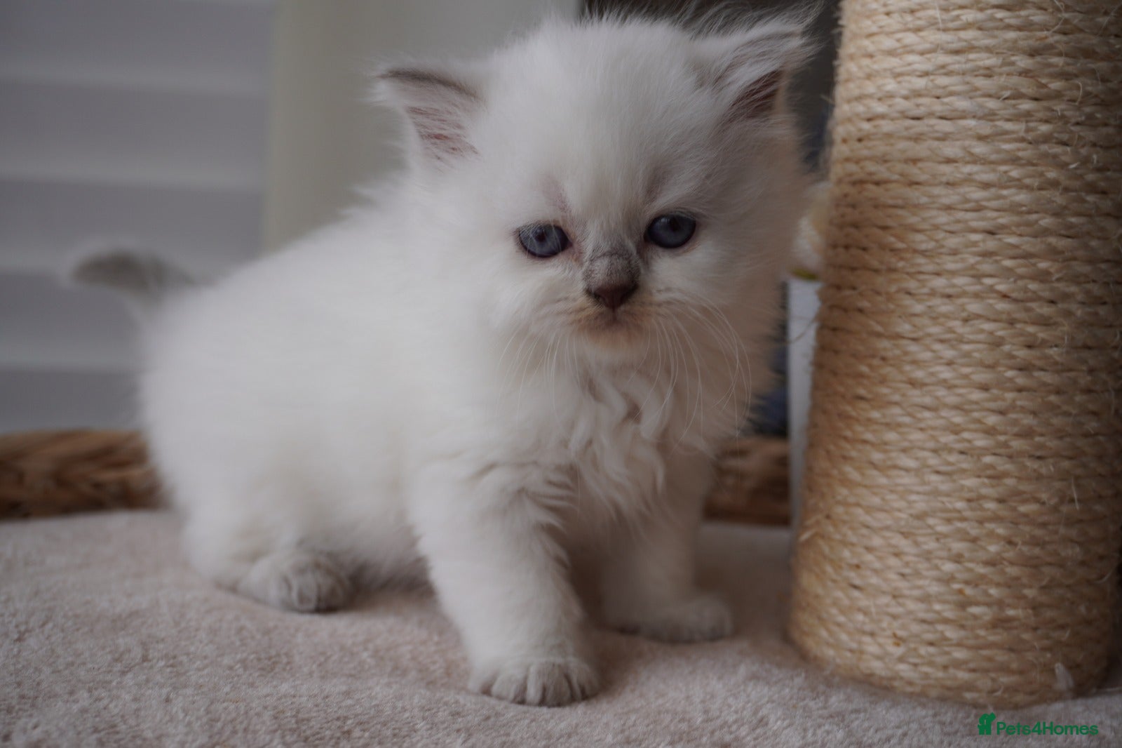 Scottish Fold cats Beautiful kittens - Advert 2