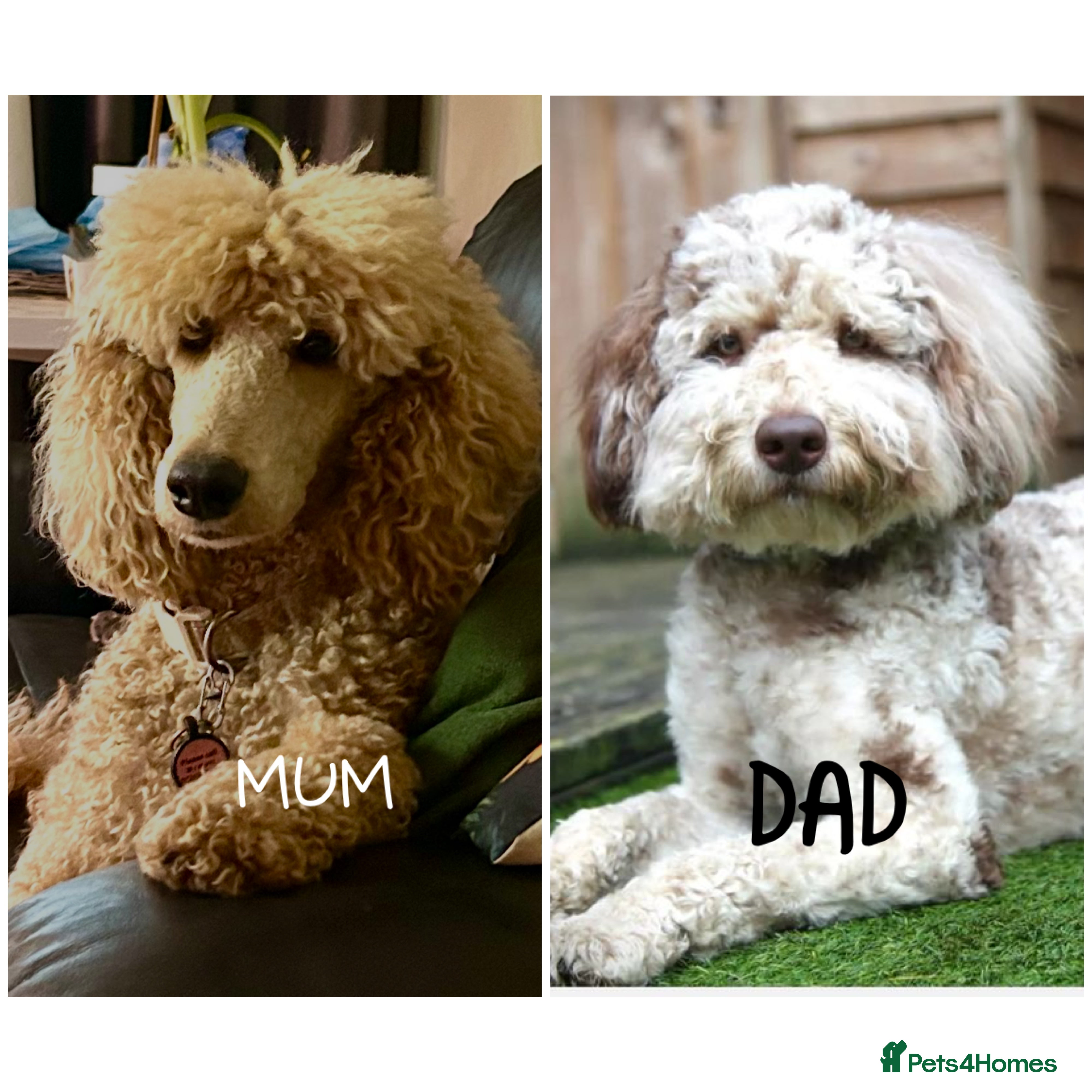 Poodle dogs Poodle (Moyen) - Advert 1