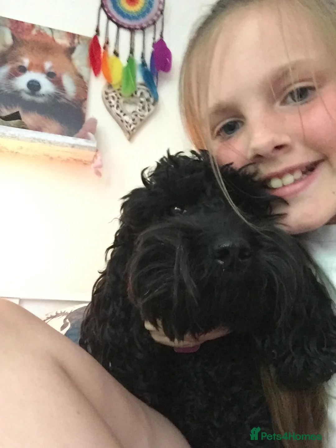 Cockapoo dogs for sale: Cockapoo Puppies Lovely Family Temperament in Monmouth - Advert 13