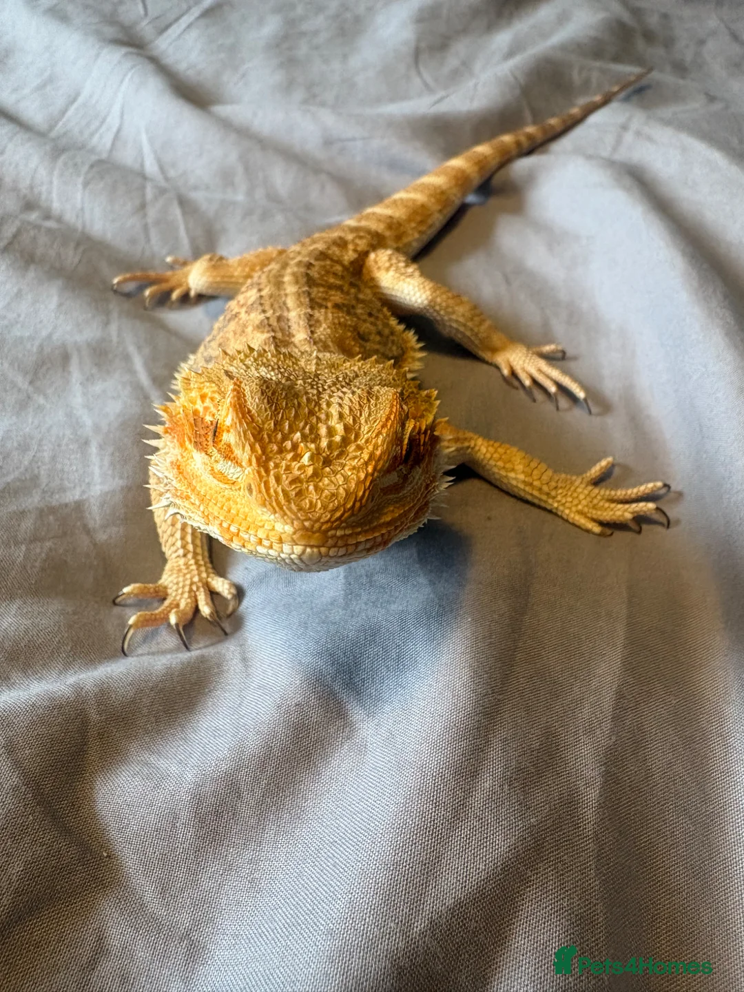 Bearded Dragon reptiles for sale: Bearded dragon  in Huddersfield - Advert 2