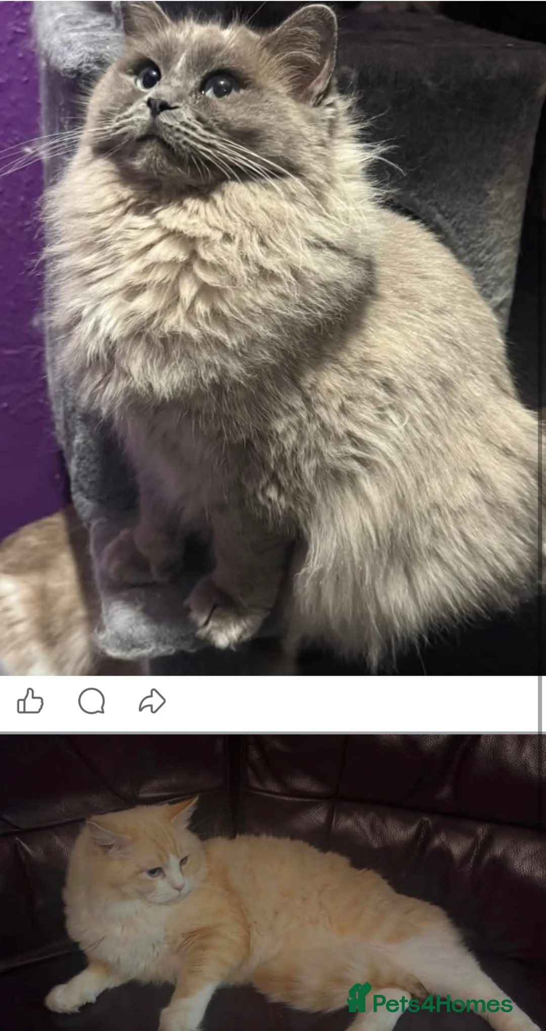 Ragdoll cats for sale: Full pedigree registered tica mink/sepia babies  - Advert 2