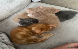 Mixed Breed cats for sale: Beautiful kittens - Image 2