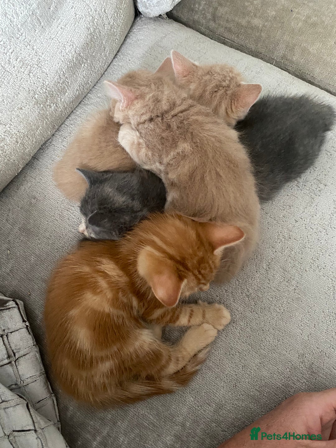 Mixed Breed cats for sale: Beautiful kittens - Image 2