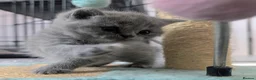 British Shorthair cats for sale: GCCF Registered British Shorthair Kittens - Advert 5