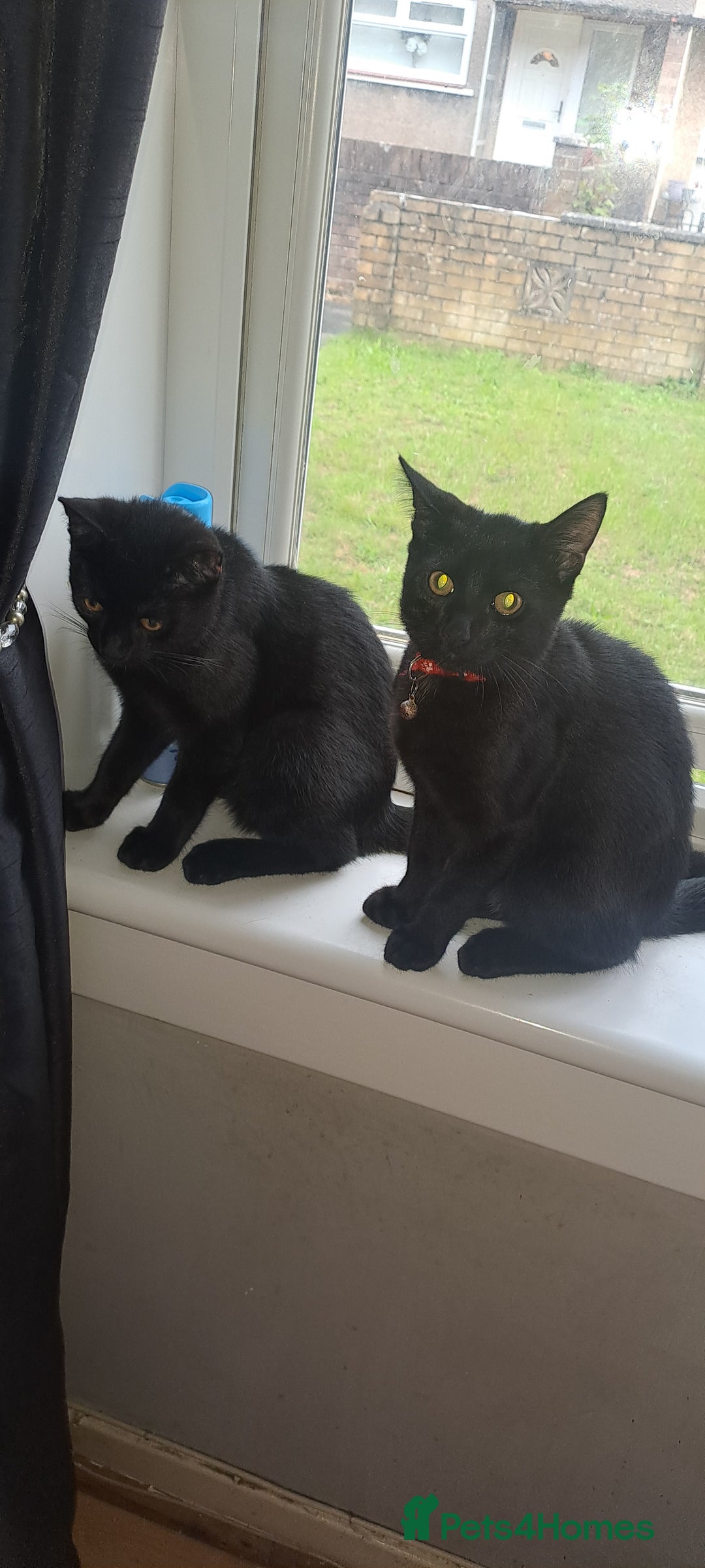 Mixed Breed cats for sale: 6 month old bengal×domestic short hair - Advert 2