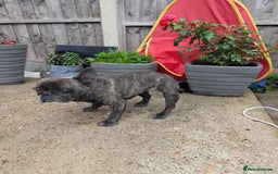French Bulldog dogs for sale: Frenchie in need of a loving home  - Image 3