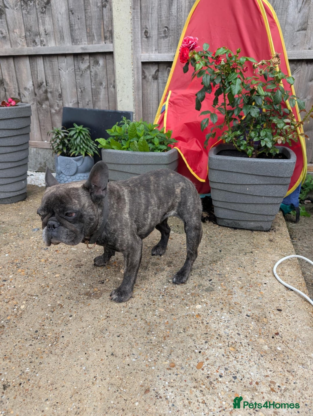 French Bulldog dogs for sale: Frenchie in need of a loving home  - Image 3