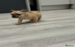 French Bulldog dogs for sale: French bulldog - Image 21