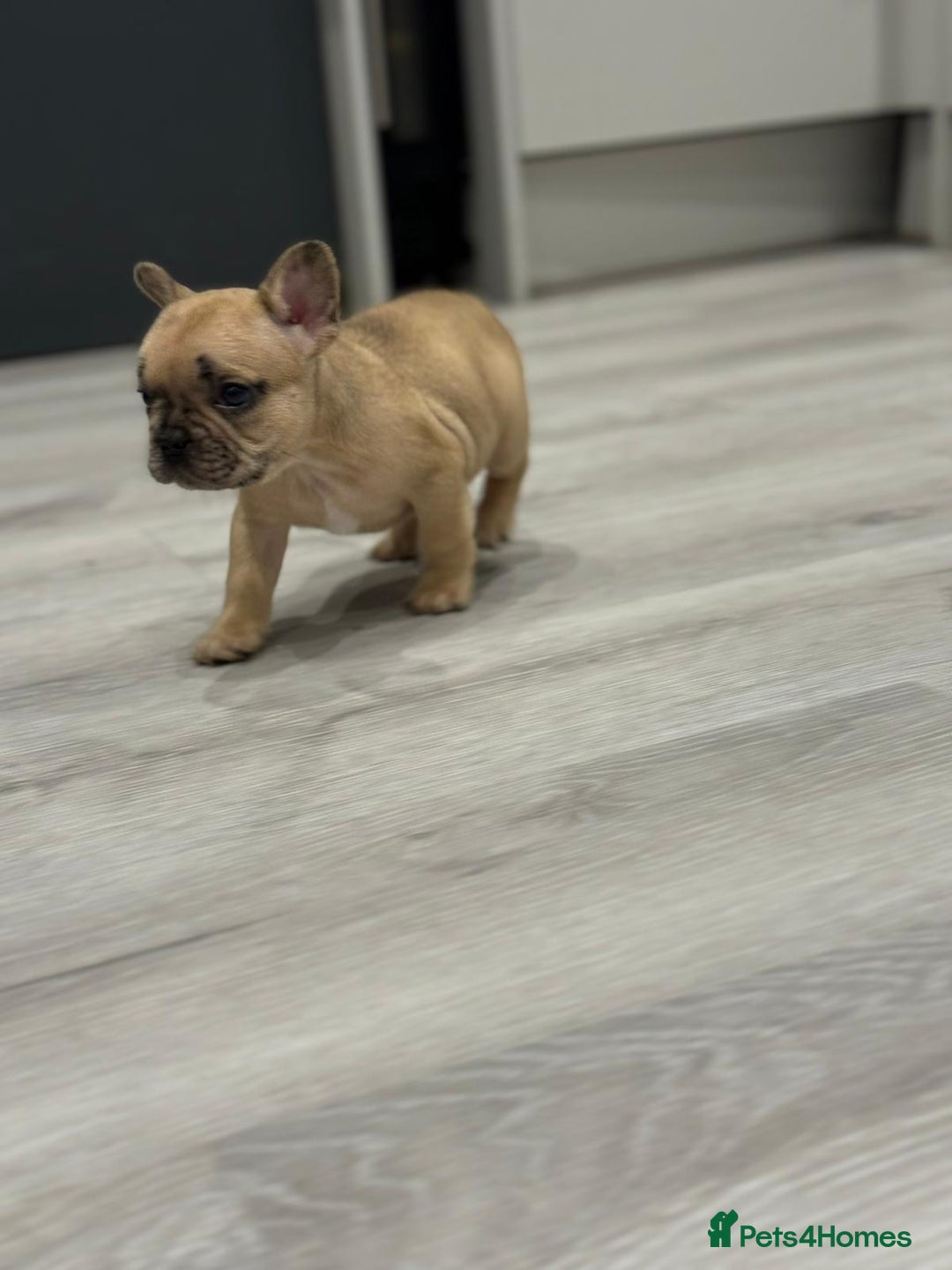 French Bulldog dogs for sale: French bulldog - Image 21