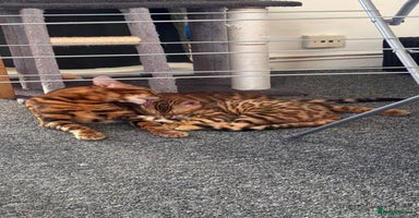 Bengal cats - Advert 6