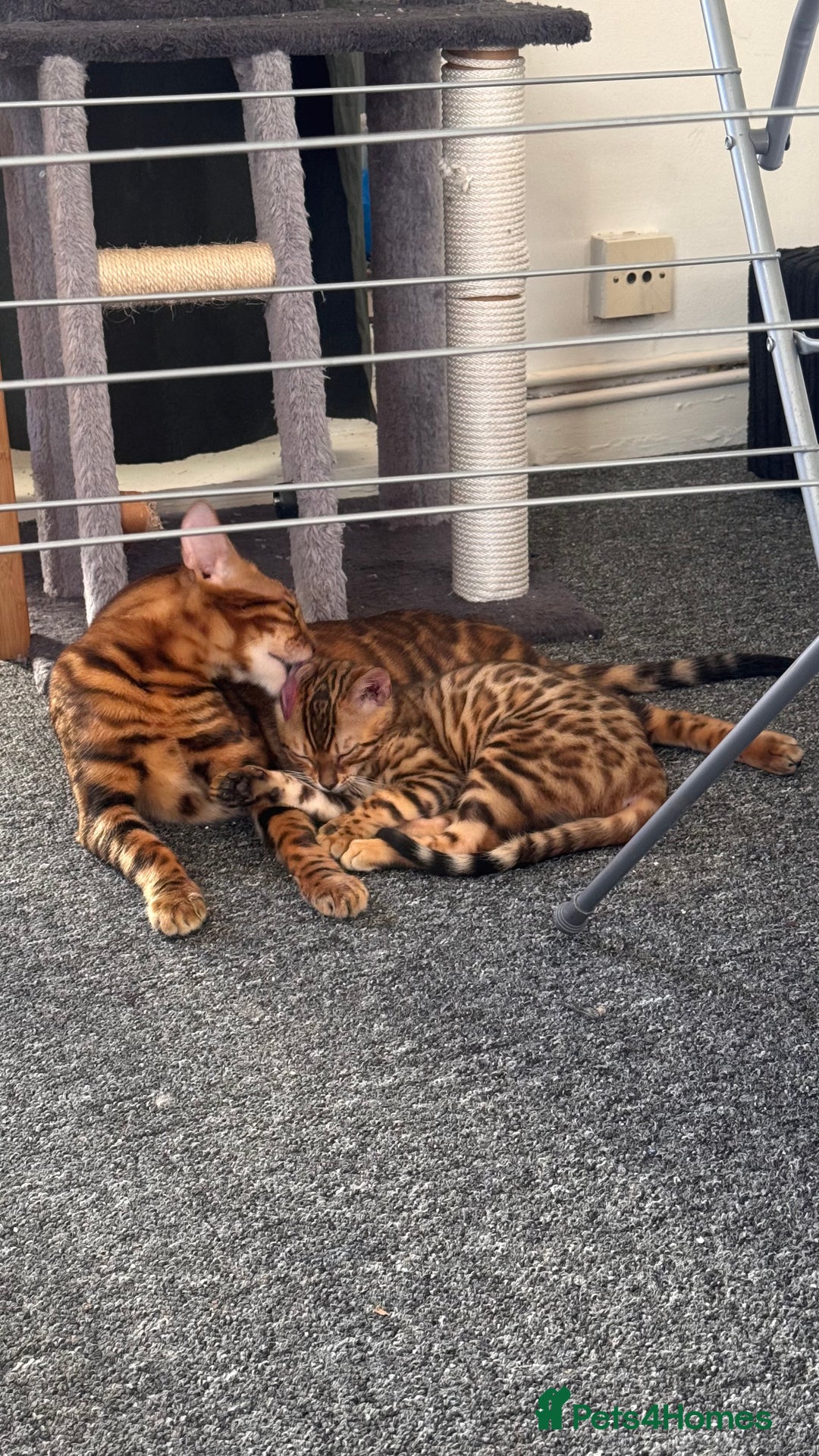 Bengal cats for sale: Bengal TICA pure line blood tiger’d and rosette’d - Image 2