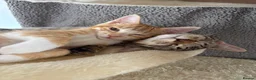 Bengal cats for sale: Two beautiful Bengal kittens  - Advert 3