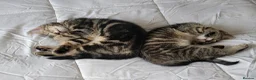 Mixed Breed cats for sale: Kittens ready now - Advert 13