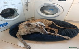 Greyhound dogs for sale: ***FERN RESCUE**ADOPTED & FOREVER HOMES GREYHOUNDS - Image 2
