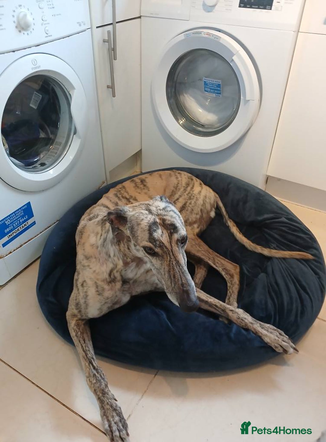 Greyhound dogs for sale: ***FERN RESCUE**ADOPTED & FOREVER HOMES GREYHOUNDS - Image 2