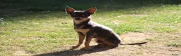 Chihuahua dogs for sale: Pedigree Teacup Chihuahua for Rehoming  - Advert 16