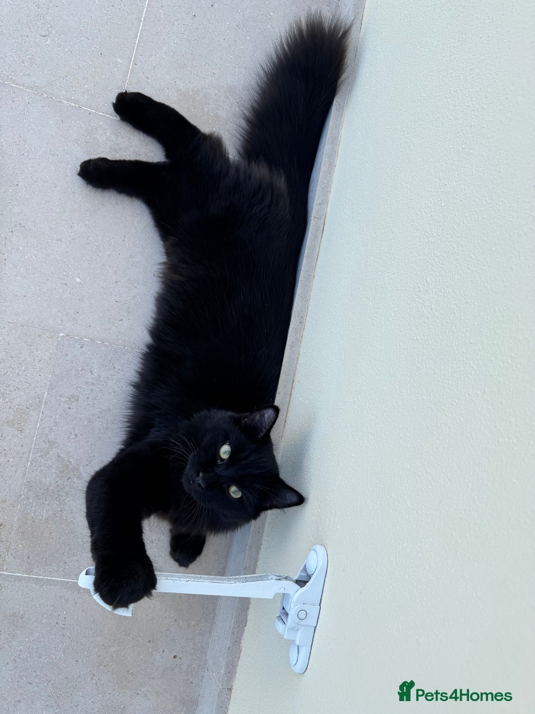 Siberian cats for sale: Affectionate Siberian-Mix Kitten (12 Months) - Advert 6