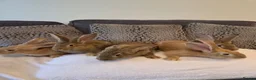 Continental Giant rabbits for sale: Continental giant rabbits (males) in Saltash - Advert 2