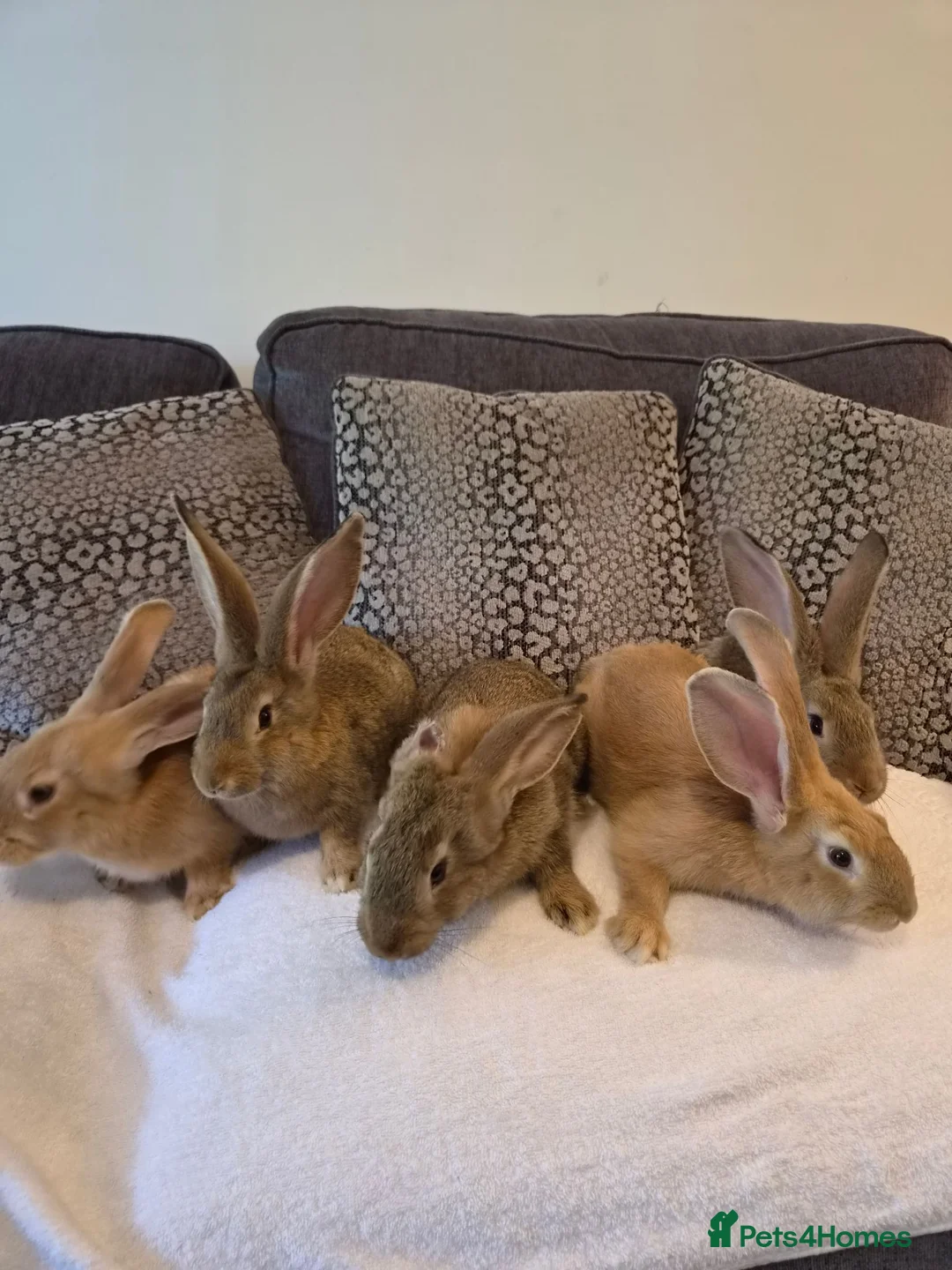 Continental Giant rabbits for sale: Continental giant rabbits (males) in Saltash - Advert 2