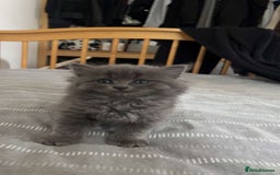 British Shorthair cats for sale: Beautiful British Shorthair Kittens Availble - Image 3