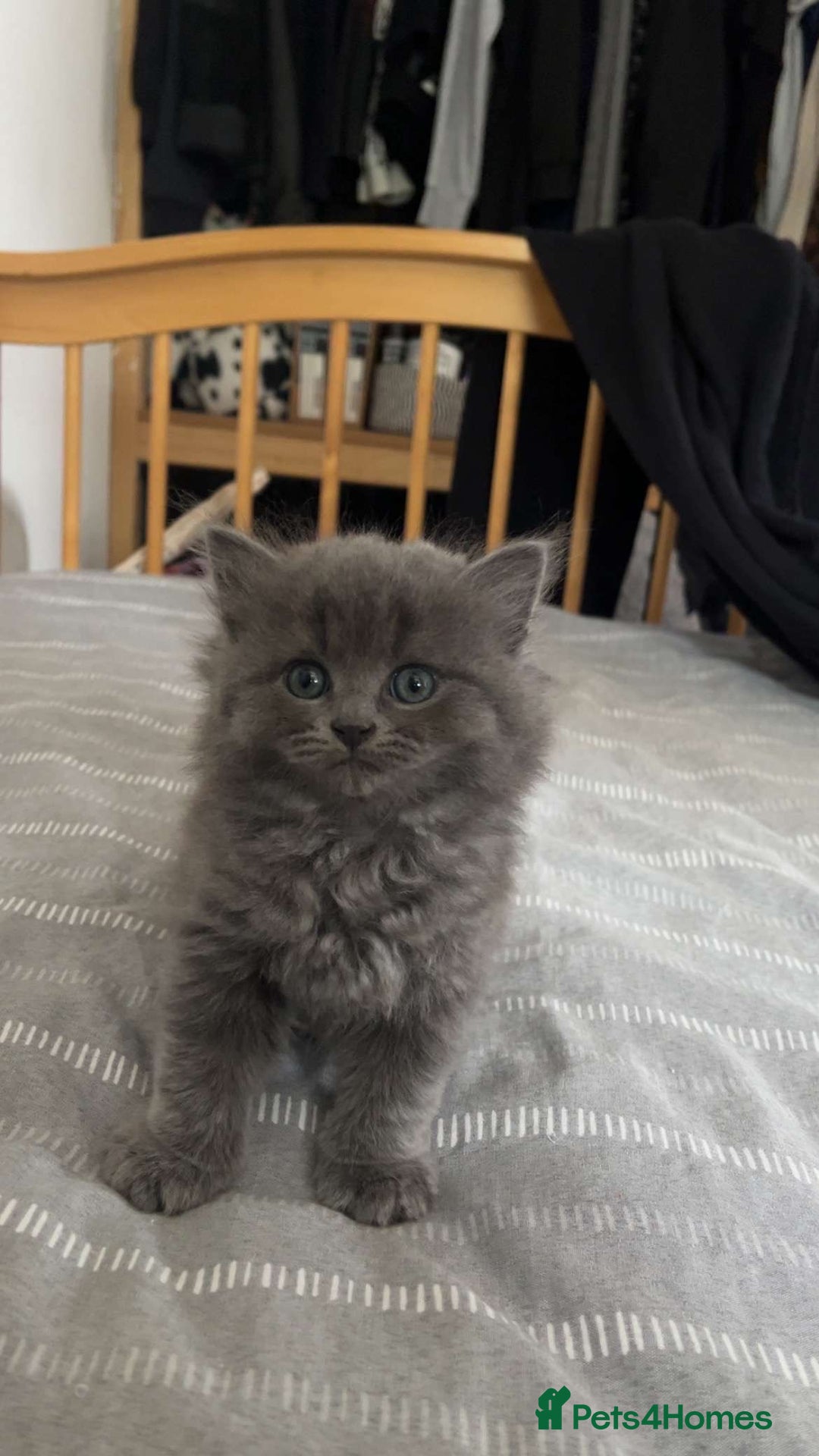 British Shorthair cats for sale: Beautiful British Shorthair Kittens Availble - Image 3