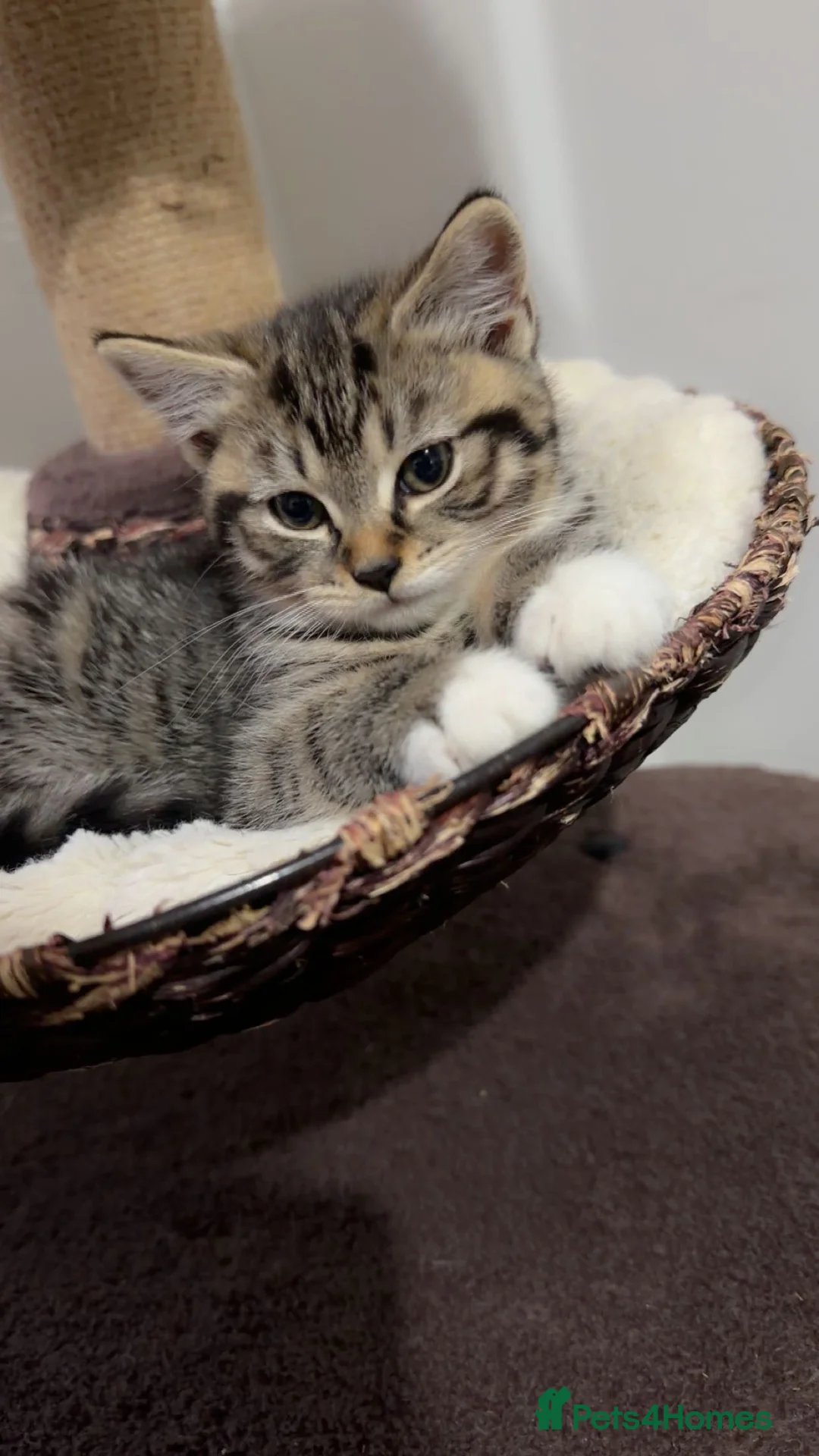 British Shorthair cats for sale: Kitten  - Advert 27